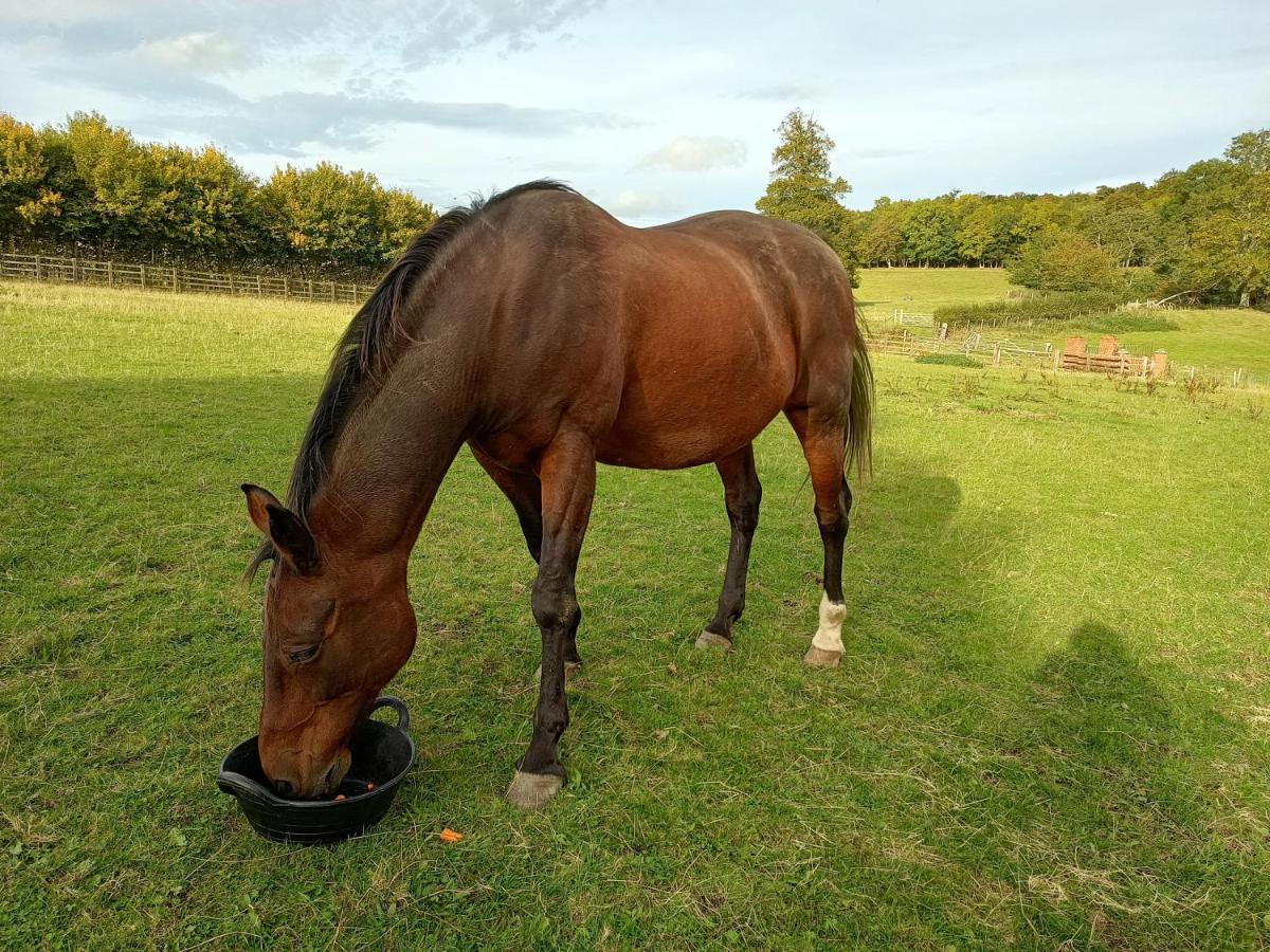 The Stables At Eriviat Hall Henllan  Buitenkant foto